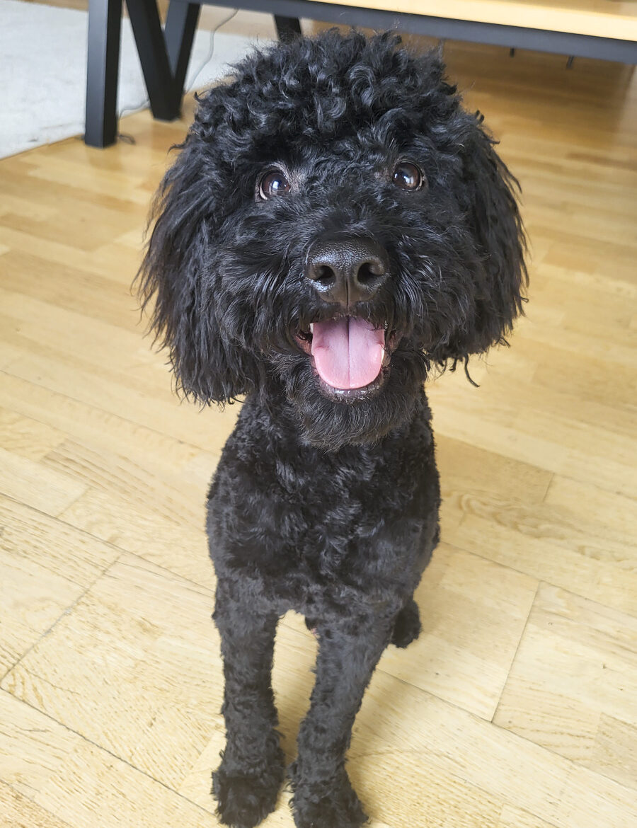 soma-bizfeat-team-member