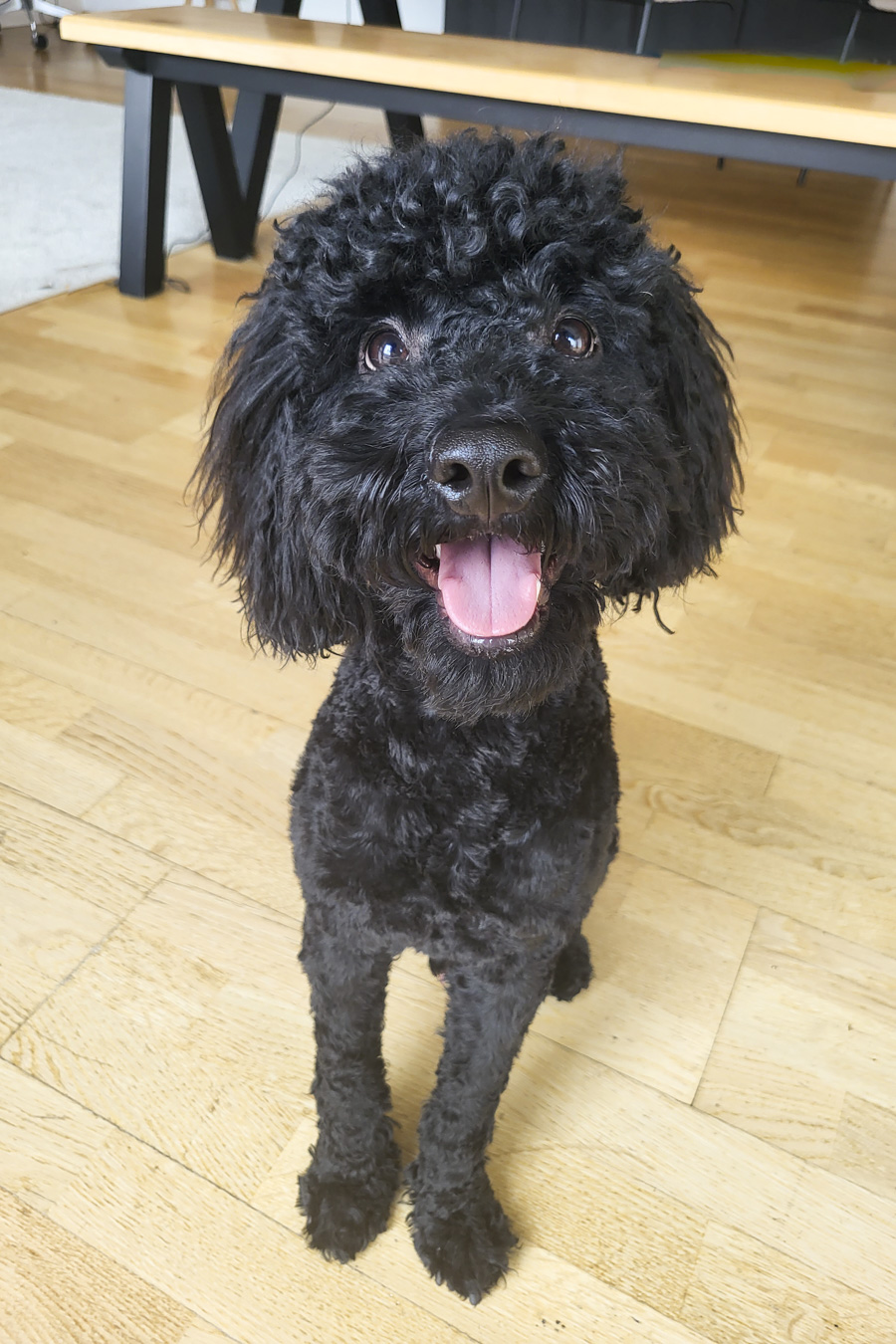 soma-bizfeat-team-member